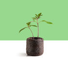 Kit Mudas | Tomate Cereja